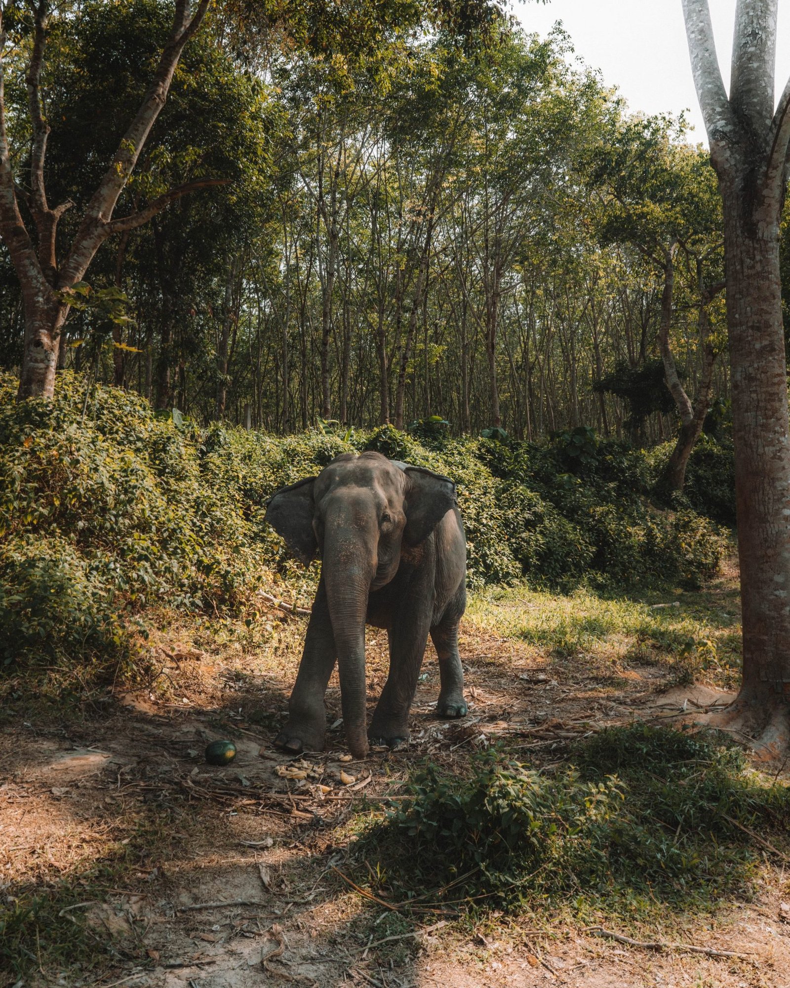 Sanctuaire d'éléphant Thaïlande idées de voyage