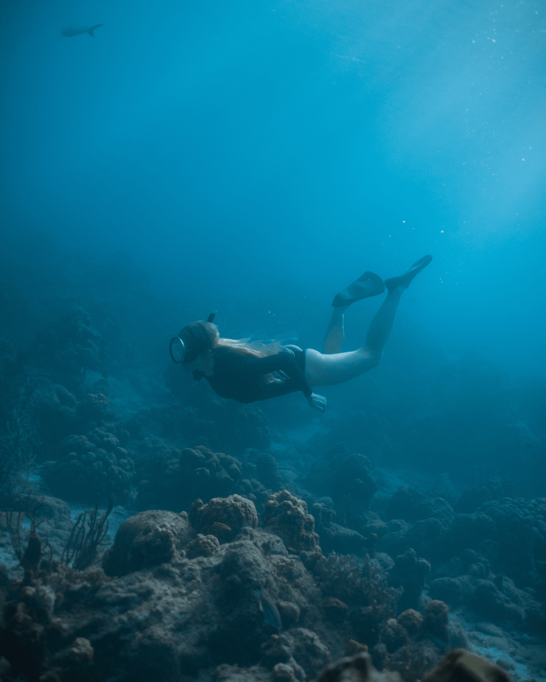Plongée à la réserve Cousteau, Guadeloupe