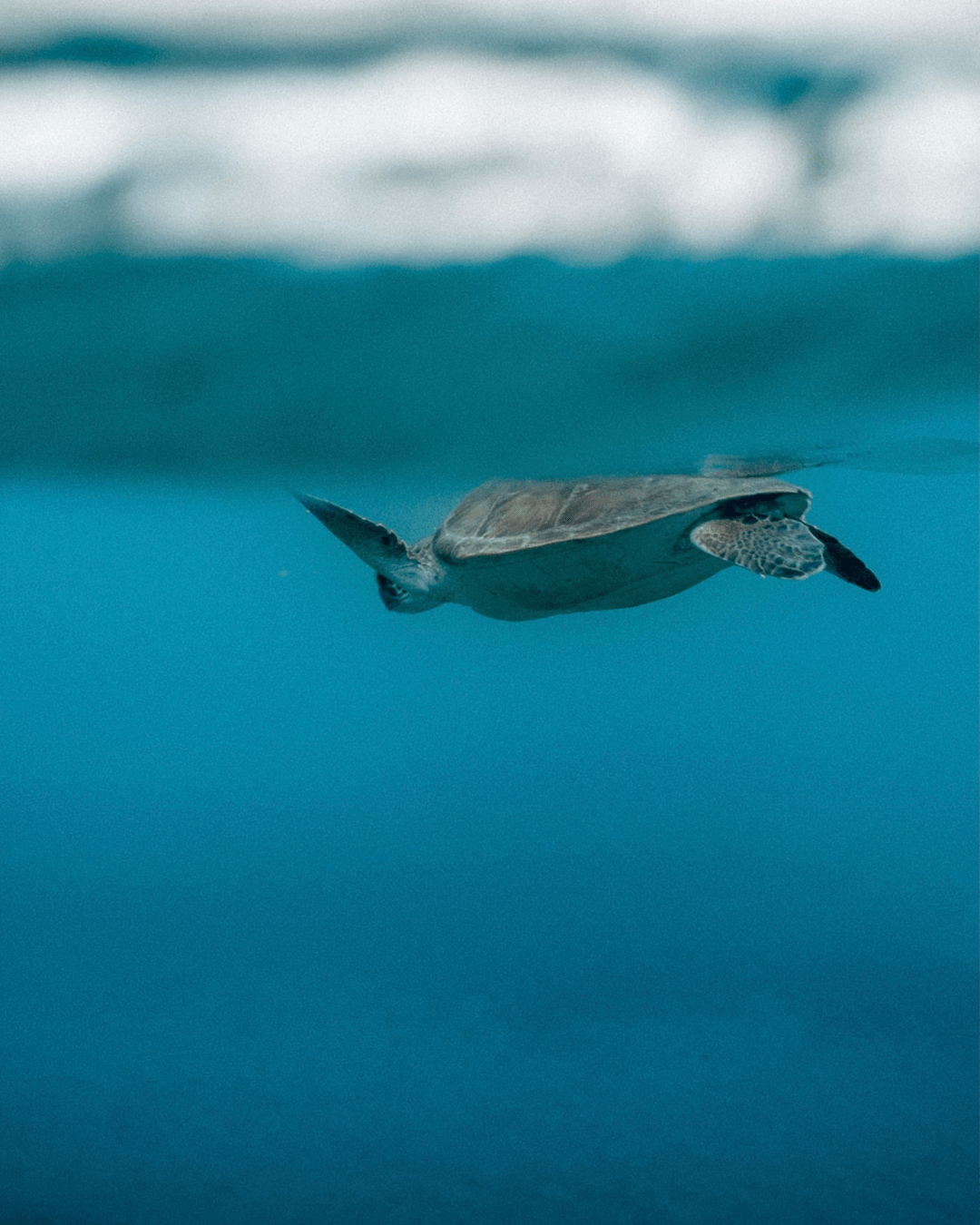 Plongée à la réserve Cousteau, Guadeloupe